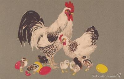 postal familia de gallinas