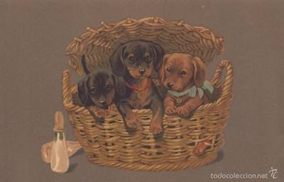 cachorros en cesta